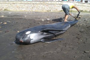 El calderón apareció muerto a primera hora de la mañana en Villaricos.
