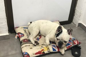 "Danko" al día siguiente de aparecer.