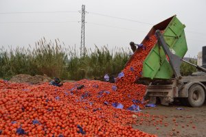 abandono de tomate en  buen estado en  2011.