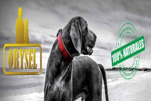 El pienso Orysel es del tipo completo y equilibrado.