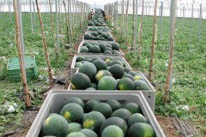 La provincia produce a toda máquina para atender la demanda