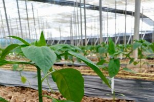 Sobre ULTI-MITE SWIRSKI en pimiento plantado hace solo dos semanas.?