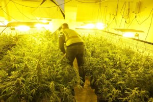 Lámparas en una plantación de marihuana casera en Almería