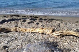 Fotografía de Rosario Alcaraz de la medusa encontrada esta mañana en El Zapillo.