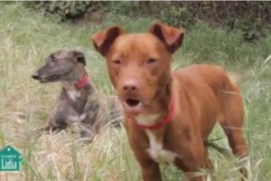 Dos de los perros que aparecen en el vídeo.