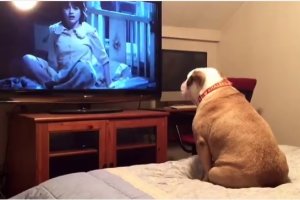 La bulldog frente a la televisión.