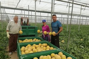 Agricultores almerienses recolectando su cultivo de melón Galia.
