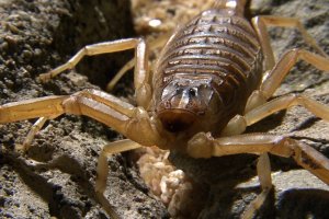 Escorpión amarillo, una especie del desierto