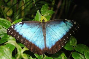 La Morpho Peleides una mariposa tropical de gran belleza del Mariposario de Nijar
