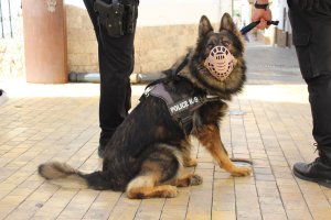 Perro de la unidad canina recién creada en Vera.