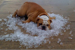 Te ofrecemos varios consejos para mantener fresco el hogar