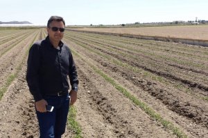 El director de Top Seeds Ibérica en España y Portugal, Francisco Maleno, en los campos de tomates industriales.