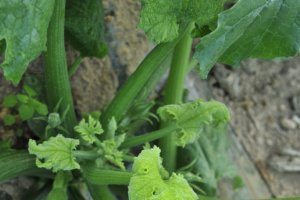 El cultivo de productos ecológicos en Europa está sometido a una estricta regulación en materia de aplicación de productos fitosanitarios.