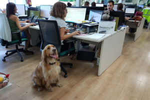 Un deseo de mucha gente con mascota.