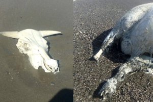Restos de la vaca aparecida en la playa de Vera.