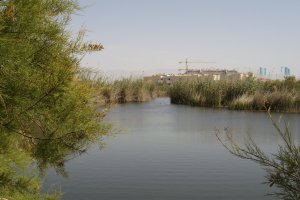 El paraje de Punta Entinas Sabinar recibe hoy la visita de los participantes en el curso.