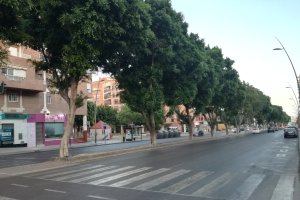 Ficus en la Avenida del Mediterráneo amenazados por el traslado que han provocado la indignación de los vecinos.