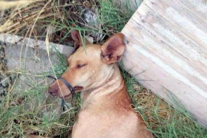 Así encontraron al animal.