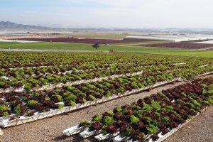 Campos de cultivo de lechugas en Los Guiraos (Cuevas del Almanzora) regados con agua del Trasvase del Negratín y con pozos propios.