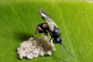 El veneno del insecto afectó a la víctima que falleció en Málaga capital