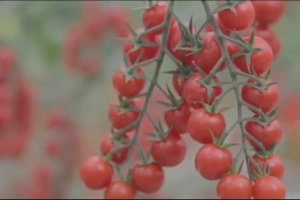 Hotiespaña lanza un vídeo para derribar falsos mitos.