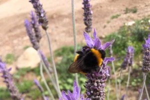 Un abejorro poliniza una flor en el exterior de un invernadero en el campo de Níjar.
