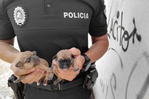 Los dos cachorros rescatados.