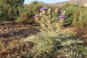 Alcachofera silvestre en el  Jardín Botánico El Albardinal