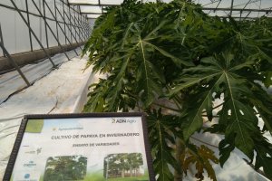 Ensayo de variedades de papaya en Las Palmerillas.