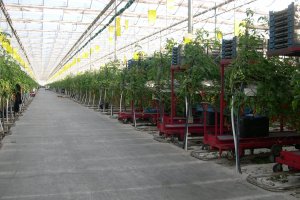 El invernadero avanza como ejemplo de sostenibilidad