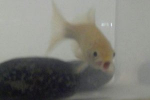 La comunidad cuidó de "Pesesín". Foto: Twitter.