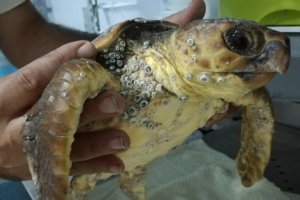 Martyn, tortuga aparecida en el puerto de Adra.