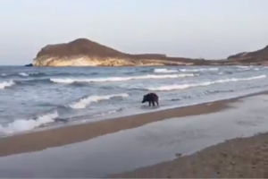 Fotograma del vídeo