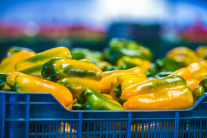 El pimiento almeriense crece en volumen y valor en el mercado europeo.