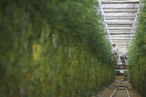 Las instalaciones de Biosabor se caracterizan por un alto grado de tecnificación y capacidad productiva.