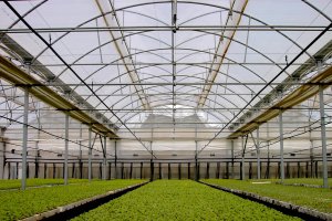 El invernadero, el método de producción de frutas y hortalizas elegido para desarrollar la agricultura del futuro.