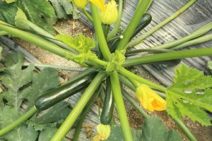Calagreen y Calabonita destacan por su intenso brillo y alta calidad poscosecha.