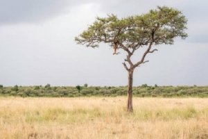 El leopardo se camufla con su entorno. / Ingo Gerlach