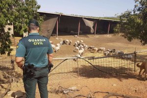 Los hechos ocurrieron en dos explotaciones agrícolas de la zona de Nacimiento.
