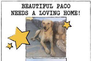 Anuncio que Claudia Scholler ha colgado y compartido para buscar un hogar al perro Paco.