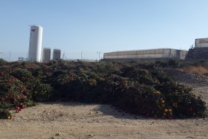 Restos de una cosecha recién arrancada yacen en un solar del Poniente almeriense.