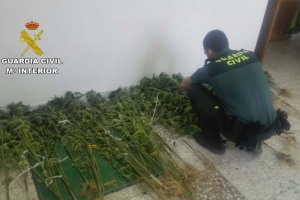 Plantas de marihuana intervenidas en la operación.
