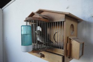 El ejemplar de calandria común.