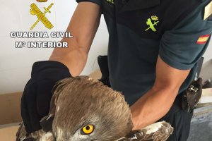 Un agente sostiene el águila herida.