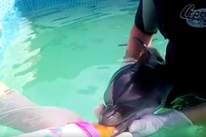 Imagen del delfín tomada por Equinac.