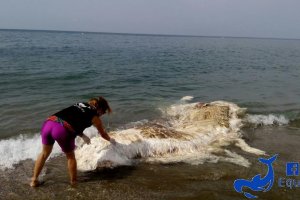 Una voluntaria de Equinac, junto a los restos de la ballena aparecida en Almerimar.