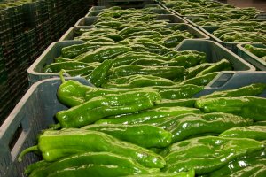 Pimiento, una de las hortalizas más exportadas