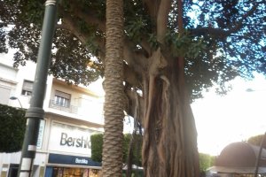 Imagen de la palmera y el ficus antes de su tala.