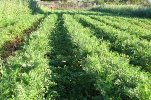 Imagen de un huerto ecológico.