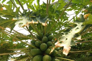 El cultivo de papaya en Almería tendrá su grupo operativo supra autonómico gracias a Anecoop.